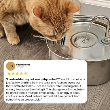 Protect your cat from dehydration and urinary emergencies with the Ninemore DNA Fountain